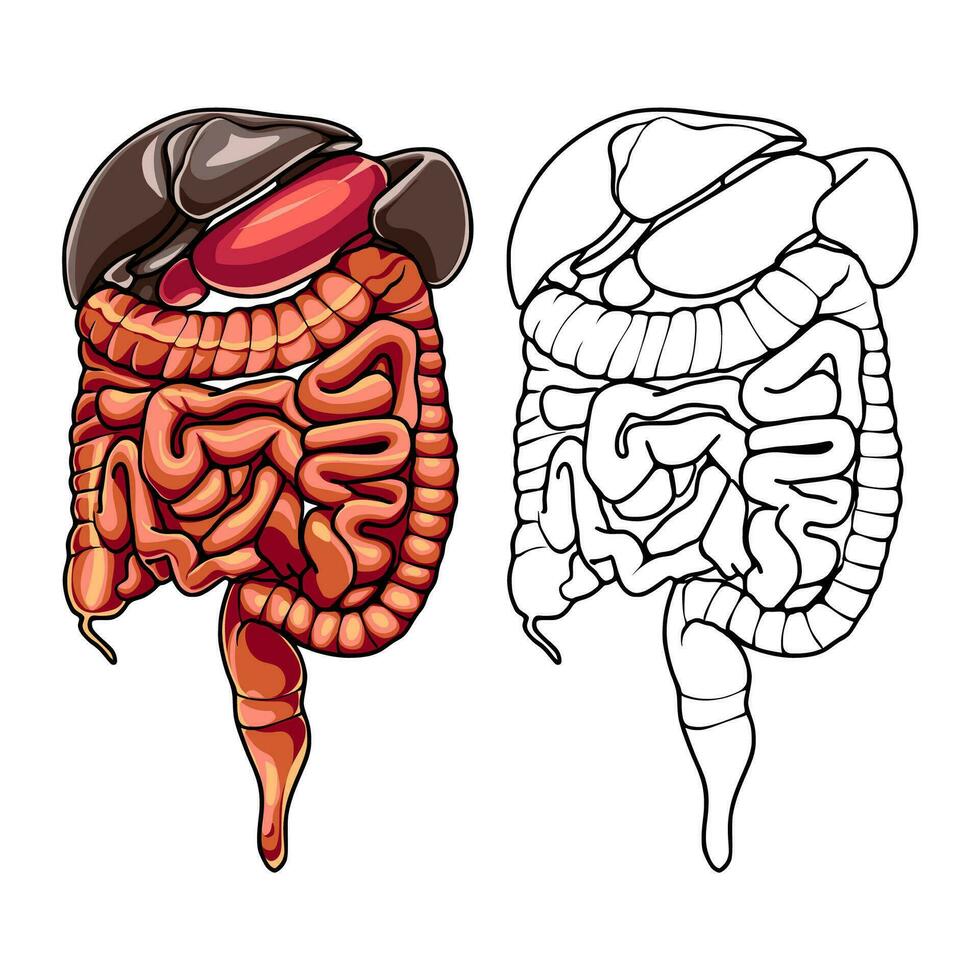 ORGANS IN THE HUMAN BODY vector