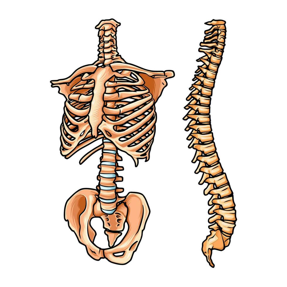 human body skeleton for medical needs vector
