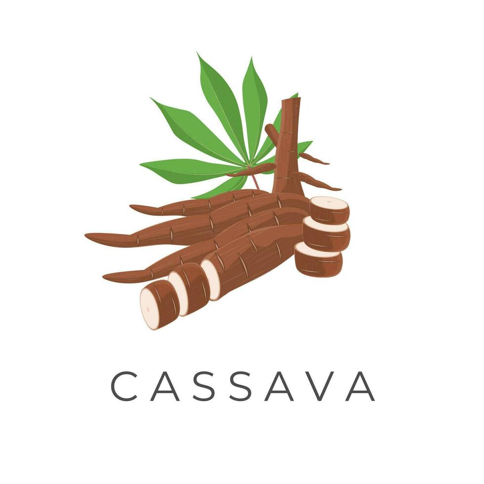 A Slice Realistic Cassava Root Vector Illustration Logo