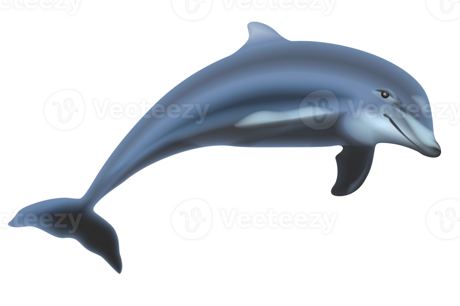 Dolphin Isolated PNG Graphic