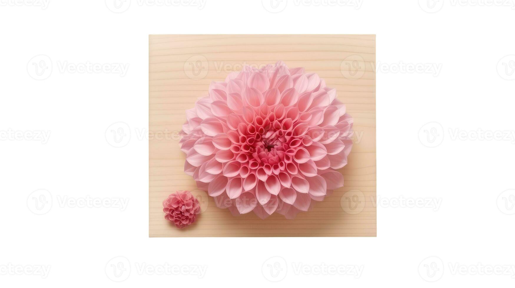 Blossom Pink Dahlia Flowers on Brown Striped Background. photo