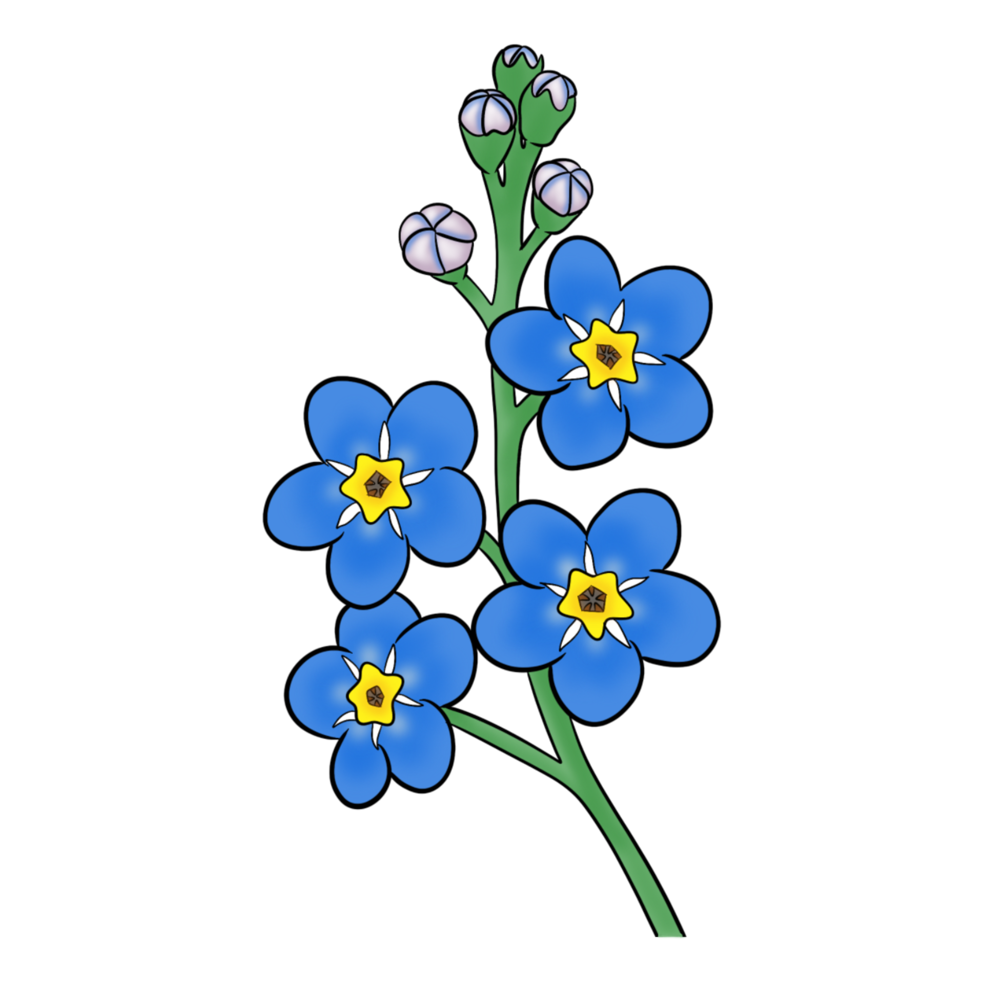 me not Flower art 25277076 PNG