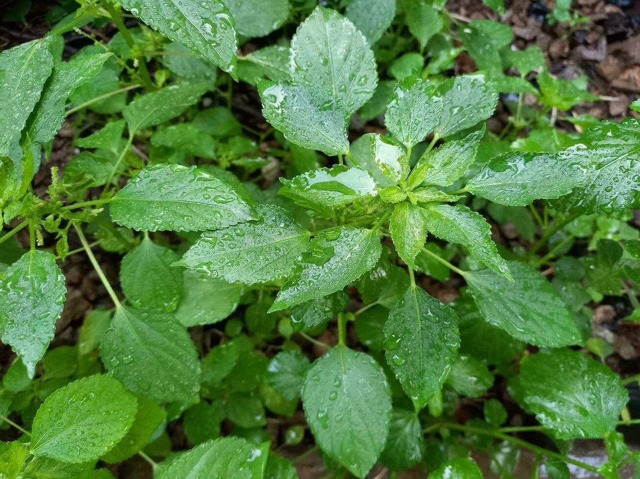 image of fresh and wet green leaves after rain.  Suitable for eye therapy or relaxation from stress photo
