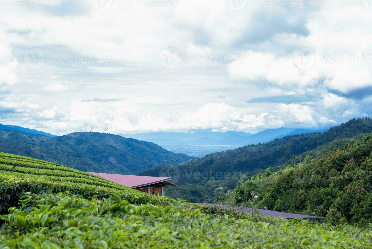 té jardín en el zona de montar Kerinci, jambi, Indonesia foto