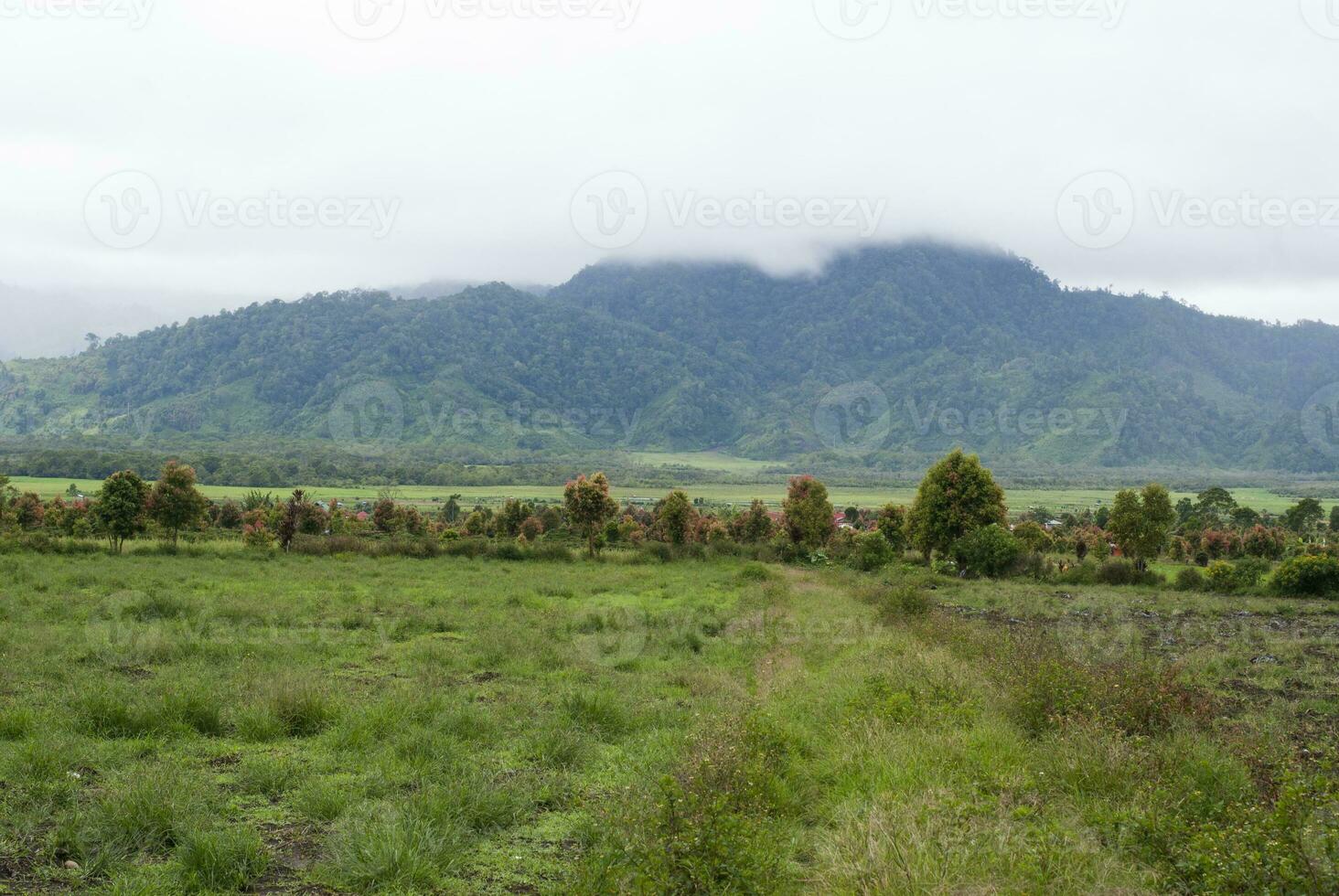 Tea Garden in the area of Mount Kerinci, Jambi, Indonesia photo