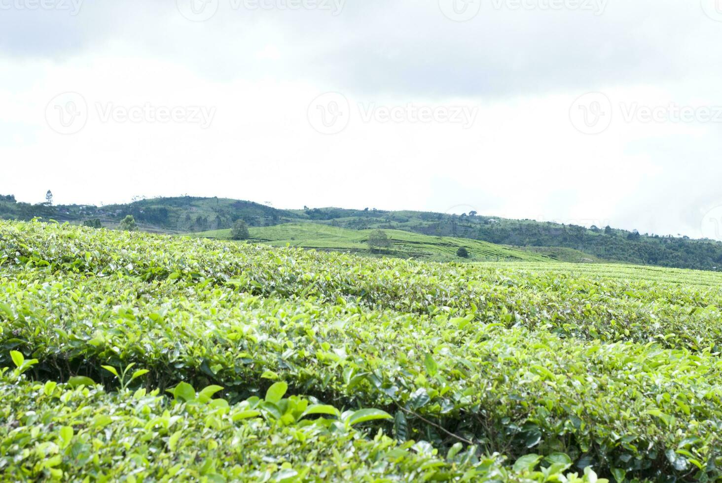 Tea Garden in the area of Mount Kerinci, Jambi, Indonesia photo