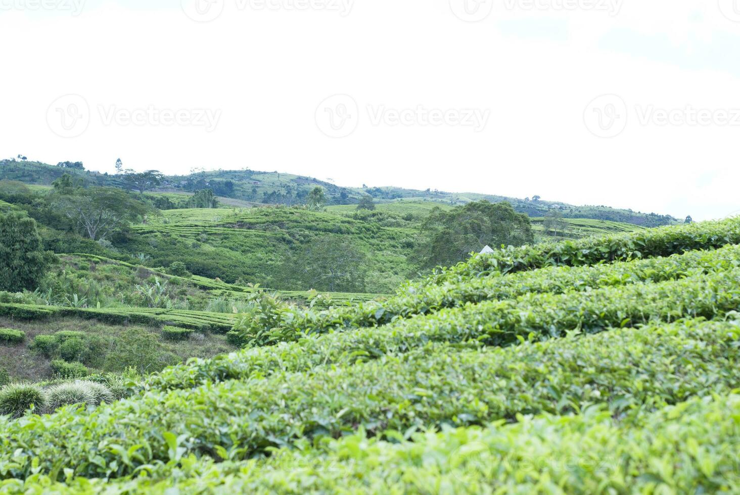 Tea Garden in the area of Mount Kerinci, Jambi, Indonesia photo