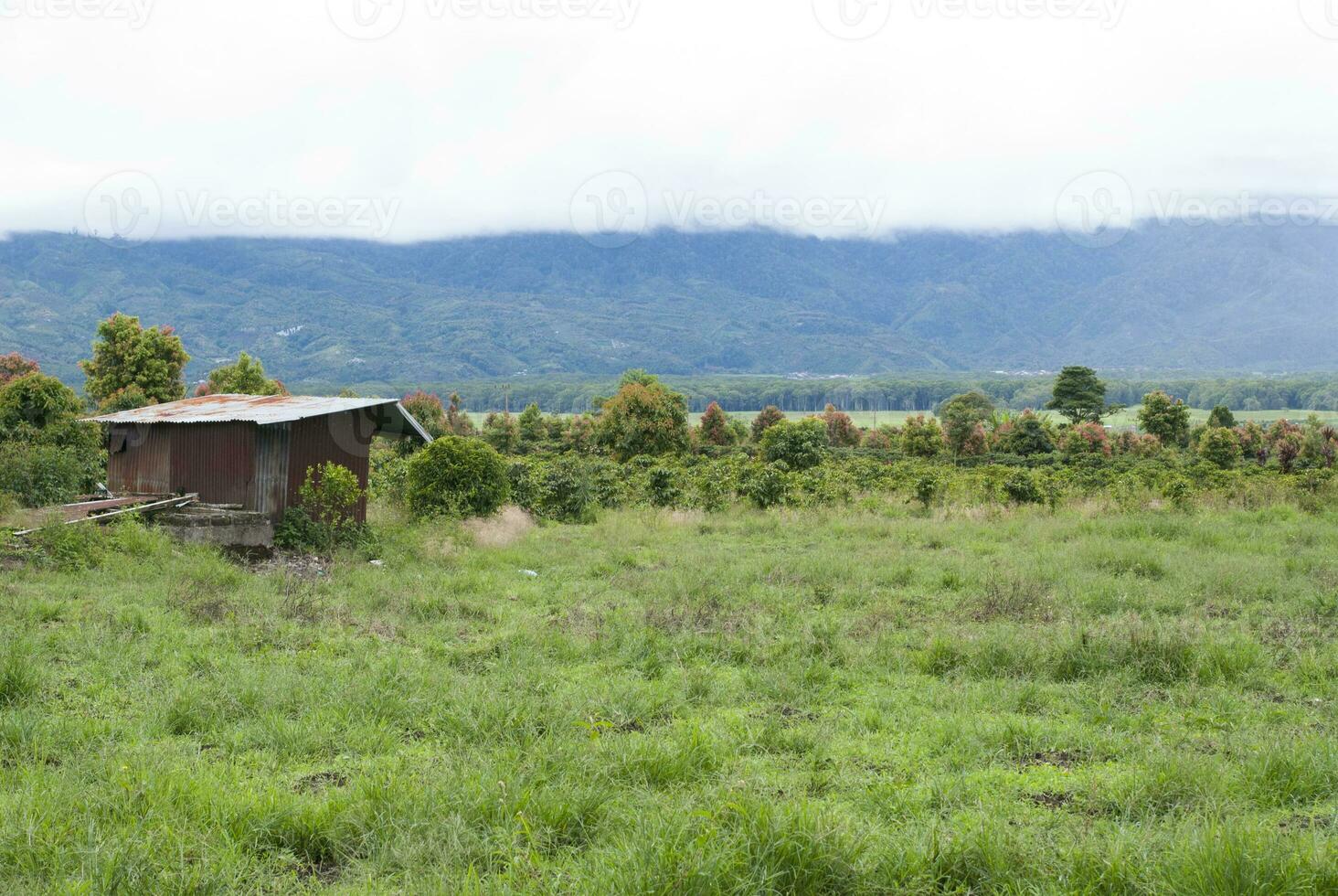 Tea Garden in the area of Mount Kerinci, Jambi, Indonesia photo