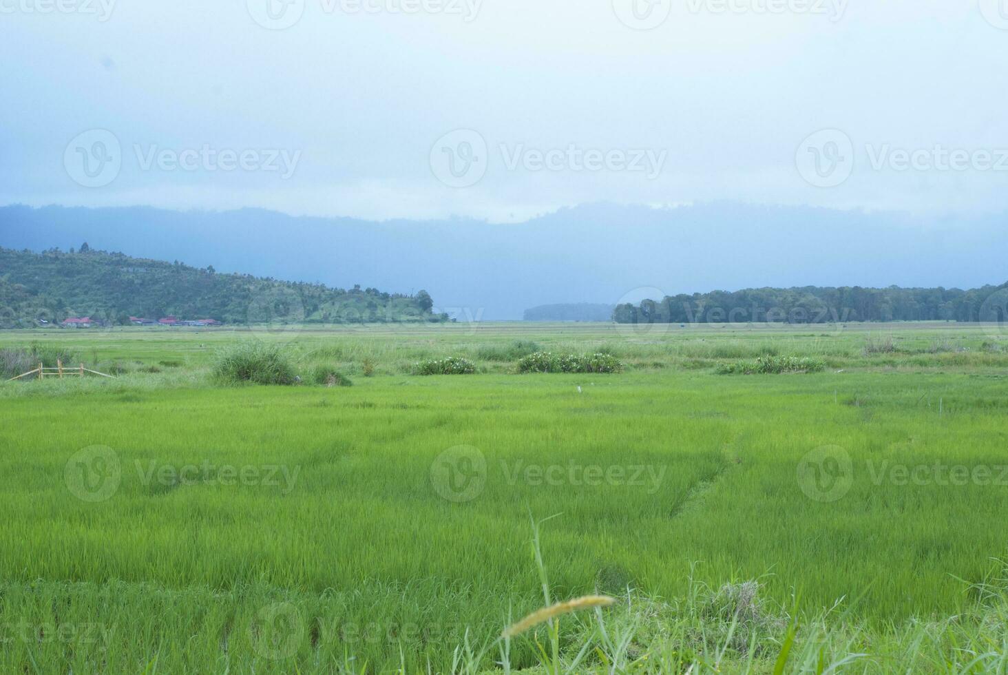 Tea Garden in the area of Mount Kerinci, Jambi, Indonesia photo