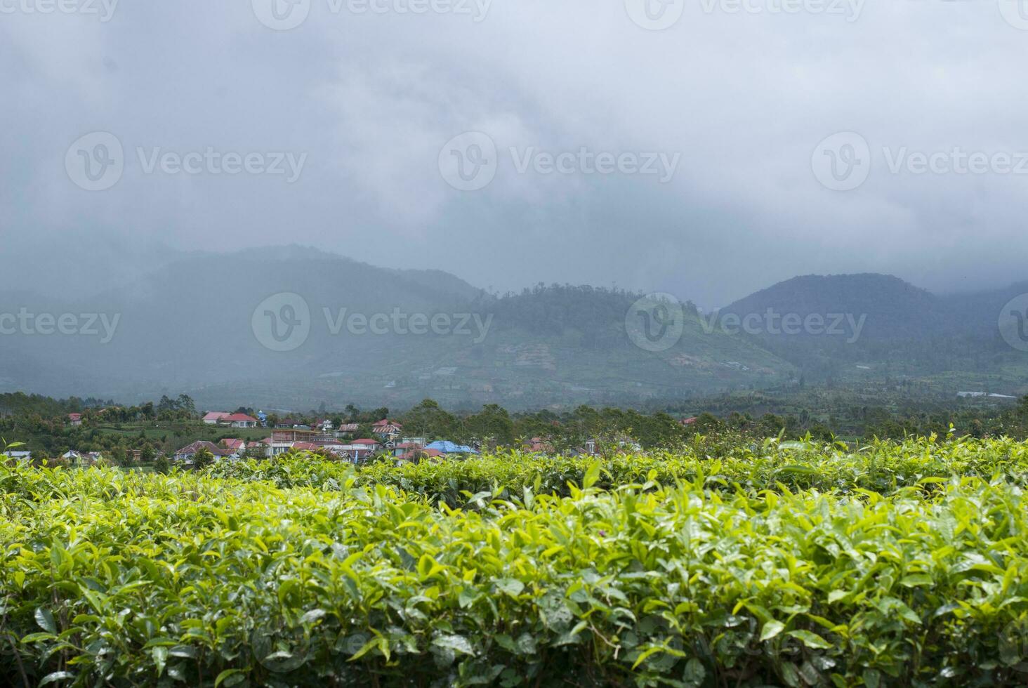 Tea Garden in the area of Mount Kerinci, Jambi, Indonesia photo