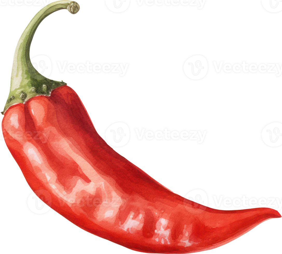 Red chilli watercolor illustration. png
