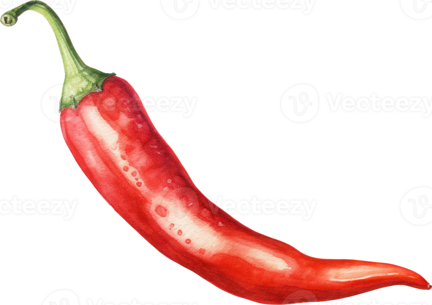 Red chilli watercolor illustration. png