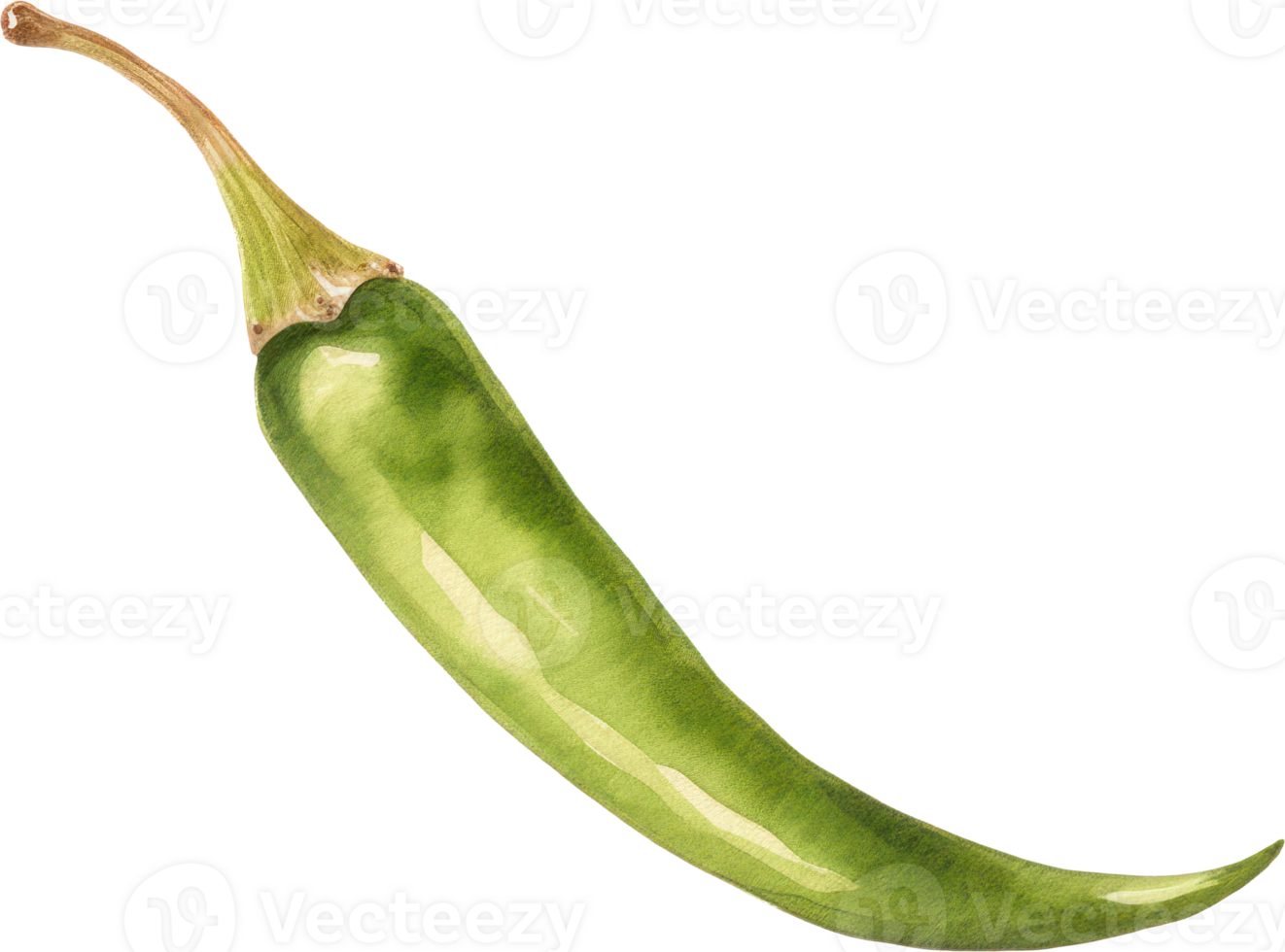 Green chilli watercolor illustration. png