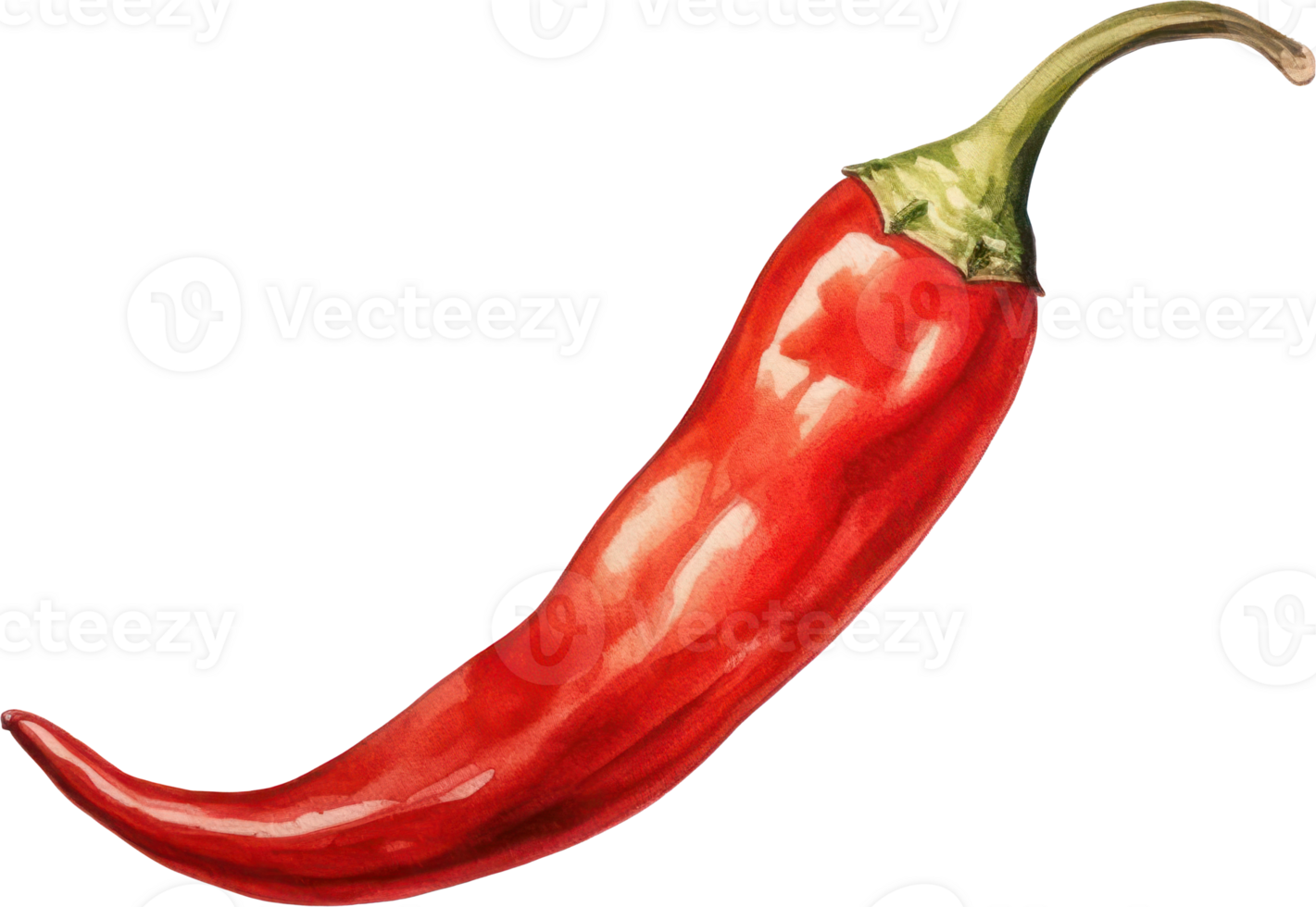 Red chilli watercolor illustration. png