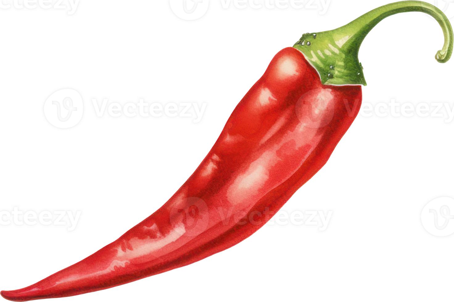 Red chilli watercolor illustration. png
