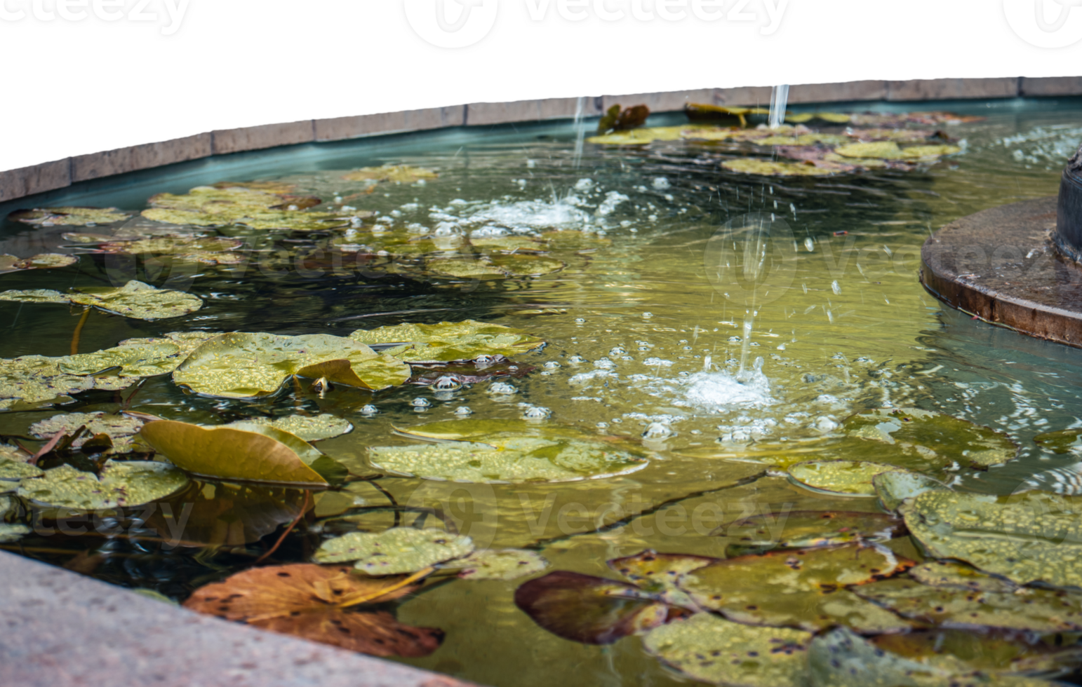 ver de un jardín estanque lleno con acuático plantas debajo lluvia. agua lirio png
