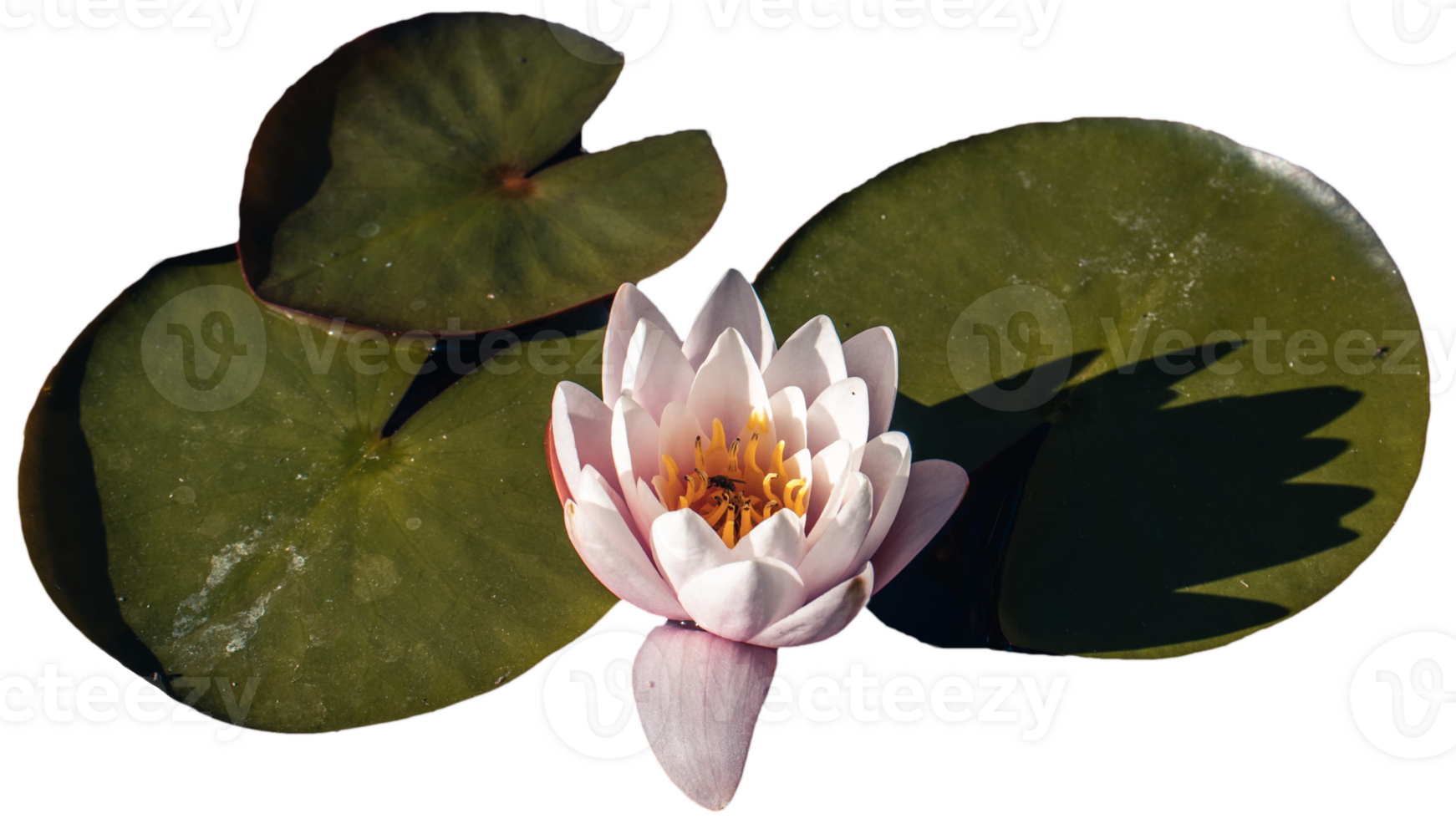 View of a garden pond with water lily and sleepy bug. png