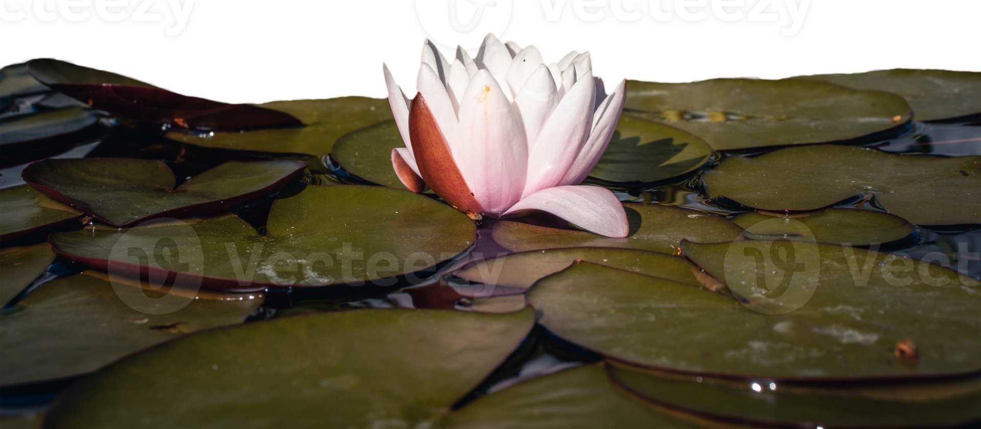 View of a garden pond with pink water lily flower and water lettuces. png