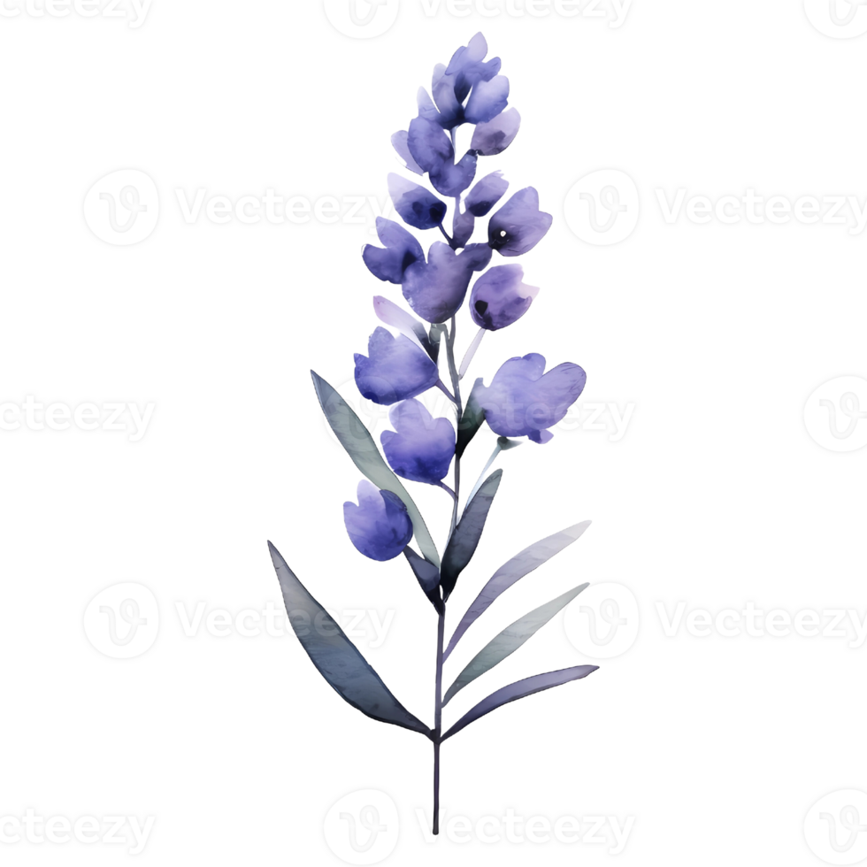 watercolor lavender pressed dried flowers illustration. png