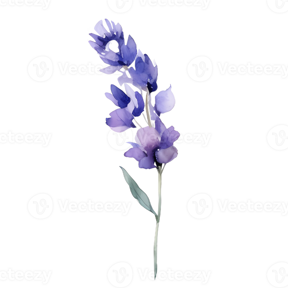 watercolor lavender pressed dried flowers illustration. png
