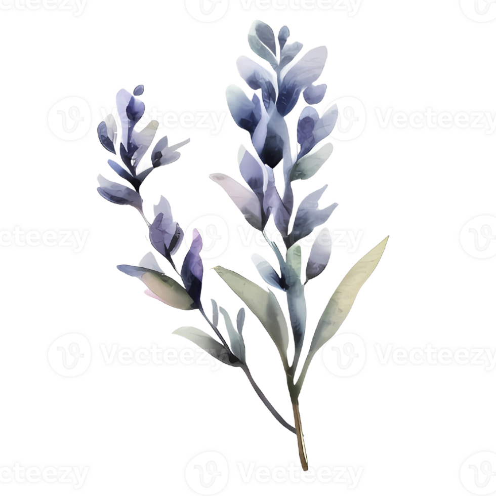 watercolor lavender pressed dried flowers illustration png