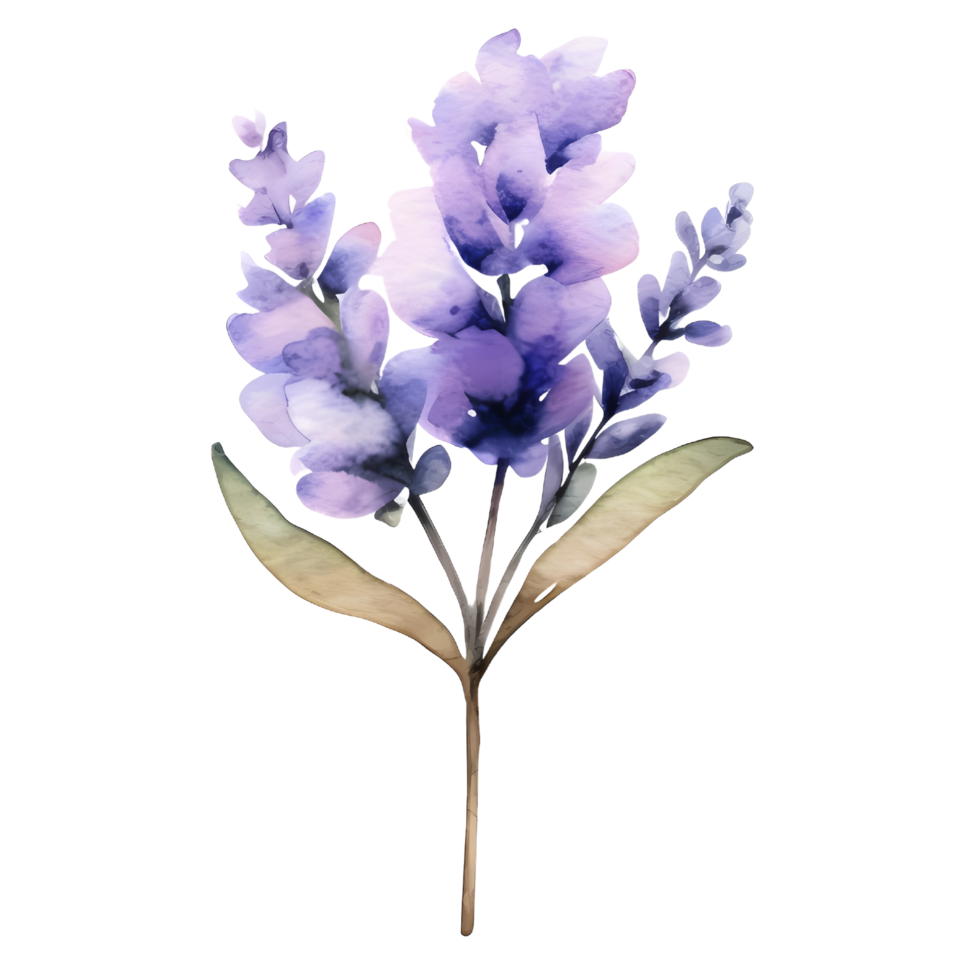 8,055 Lavender Plant Dried Flower Flower Fragrance Images, Stock Photos, 3D  objects, & Vectors