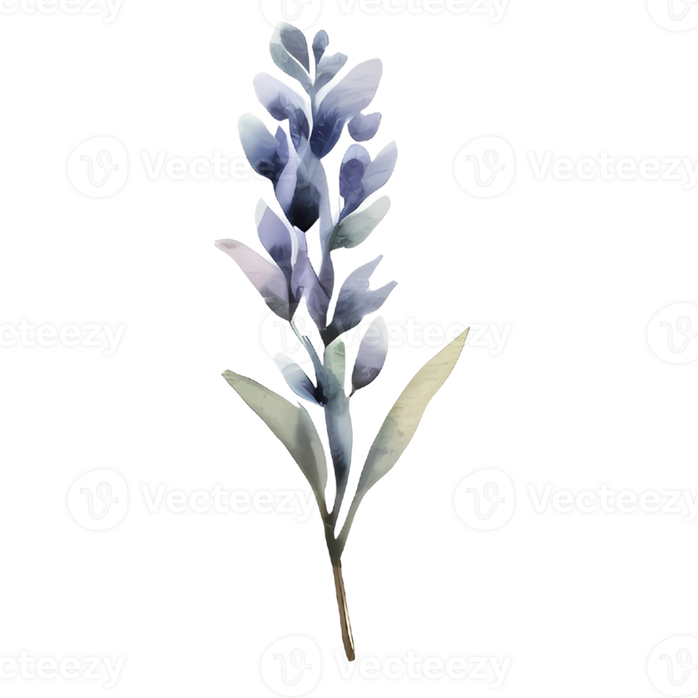 watercolor lavender pressed dried flowers illustration. png