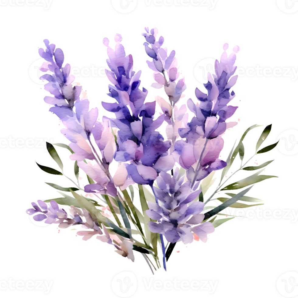 watercolor lavender pressed dried flowers illustration png