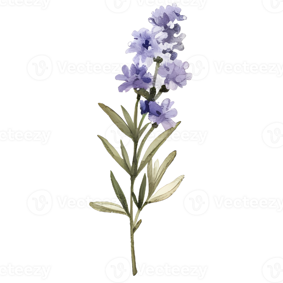 watercolor lavender pressed dried flowers illustration. png
