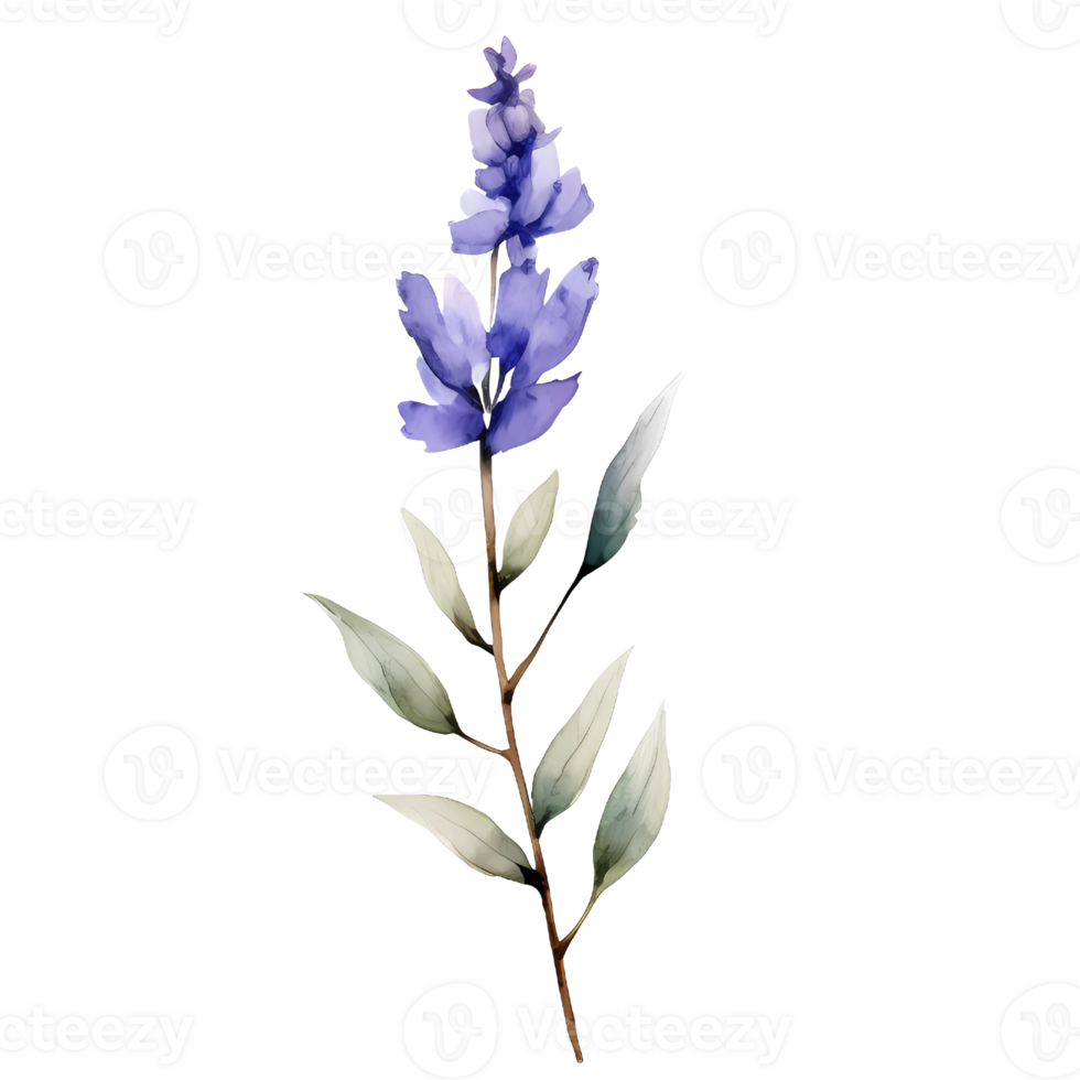 watercolor lavender pressed dried flowers illustration. png