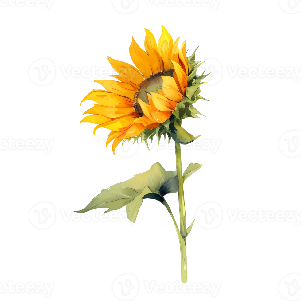 zonnebloem waterverf illustratie png