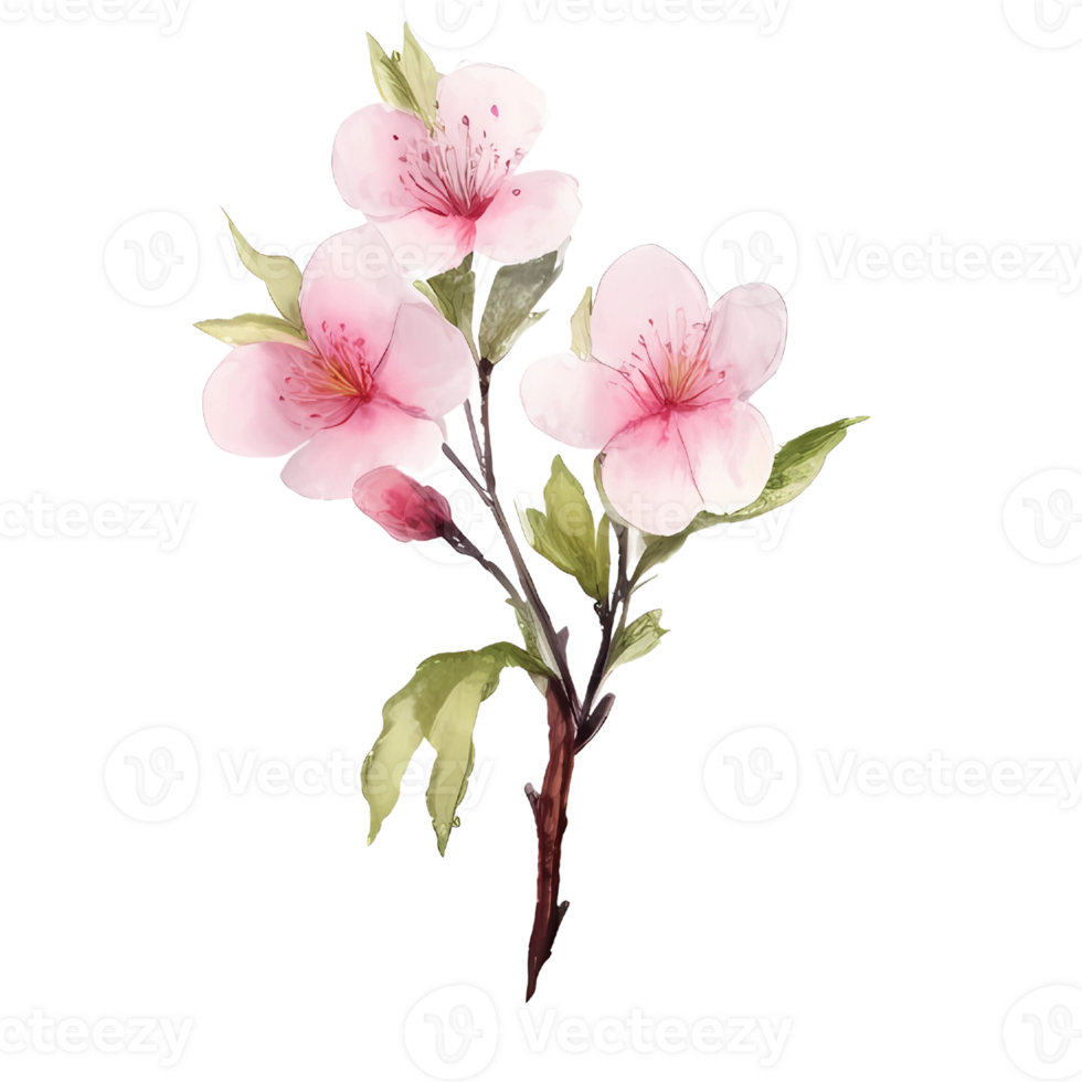 Cherry blossom watercolor png