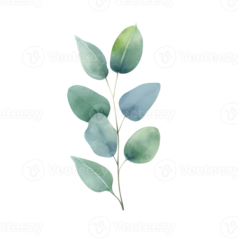 eucalyptus leaves watercolor hand drawn white background png