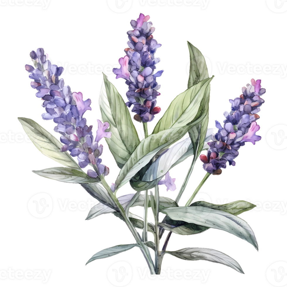 acquerello ramo di viola lavanda lilla lavanda png