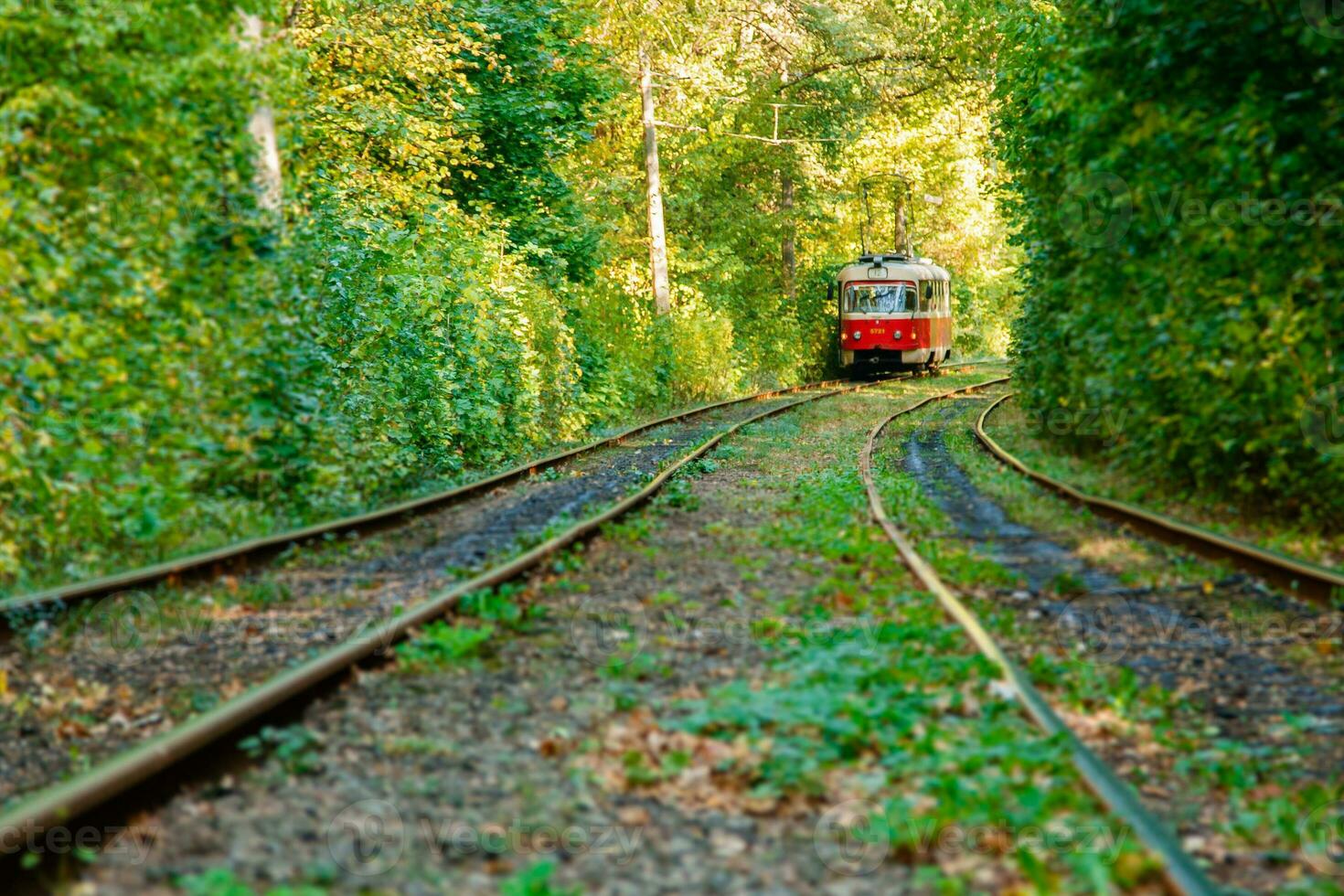 Tram and tram rails in colorful forest photo