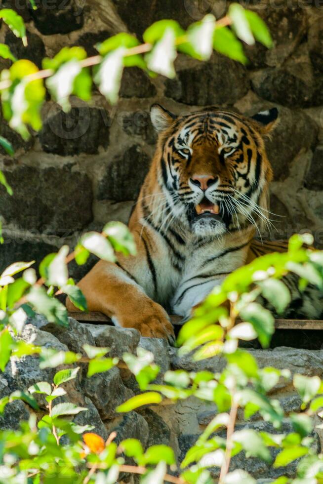 tigre descansando a la sombra de cerca foto