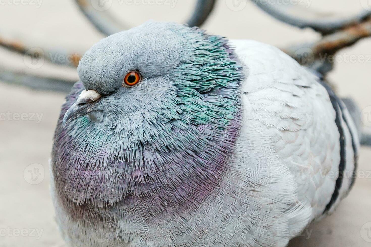 portrait of a beautiful dove photo