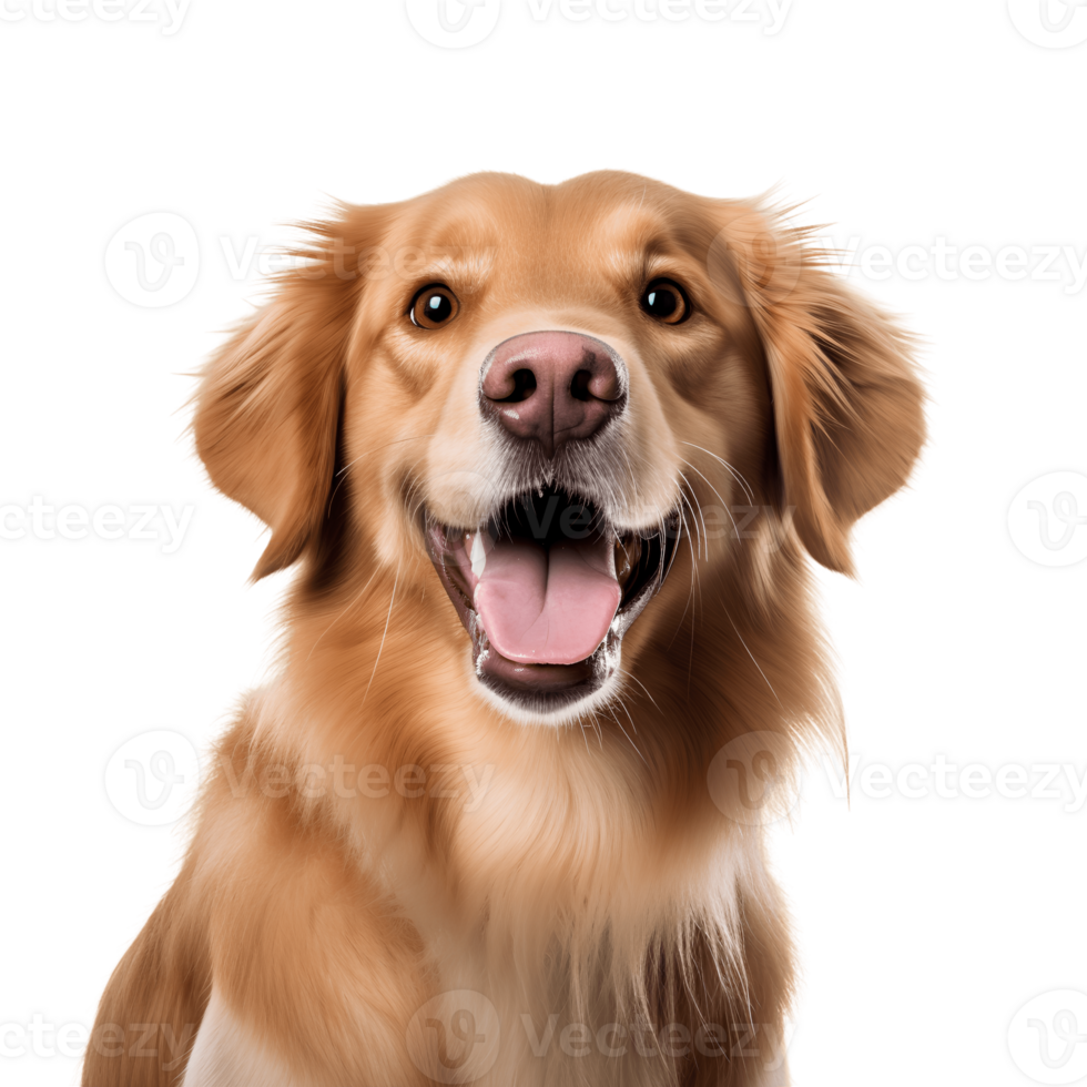 Porter of happy golden retriever breed dog isolated on the background