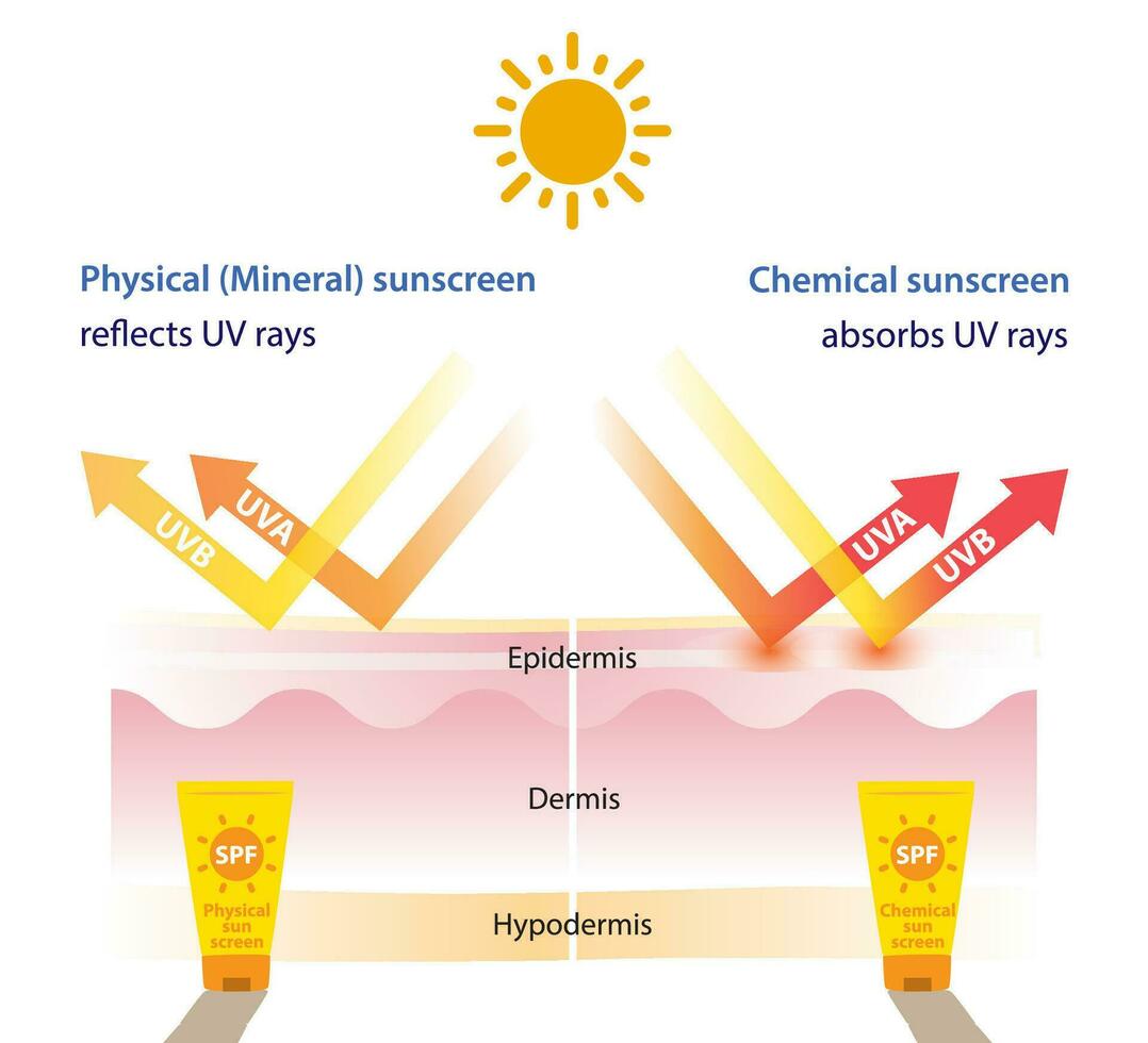 Comparison of physical, mineral sunscreen and chemical sunscreen vector on white background. Infographic of physical, mineral sunscreen reflects UV rays, chemical sunscreen absorbs UV rays.