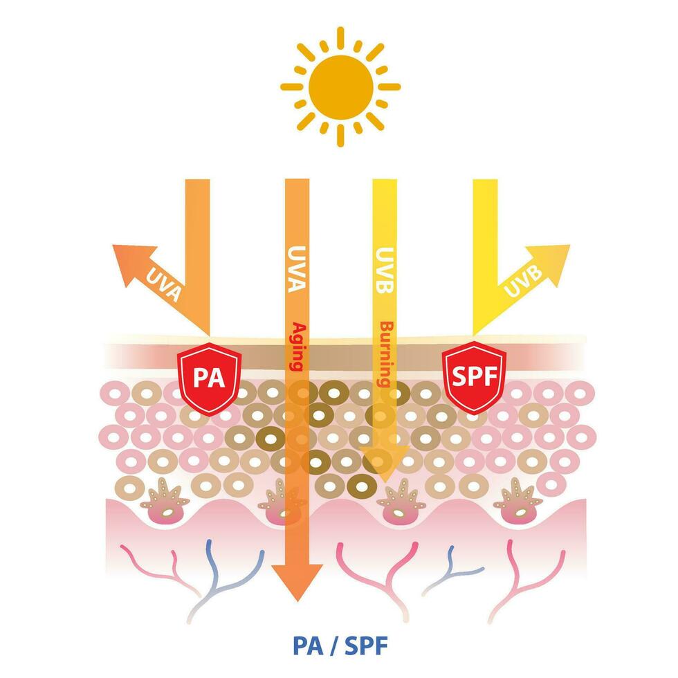 UVA and UVB rays penetrate into the skin, PA block UVA rays and SPF block UVB ray vector on white background. Protection grade of UVA, sun protection factor. Skin care and beauty concept illustration.