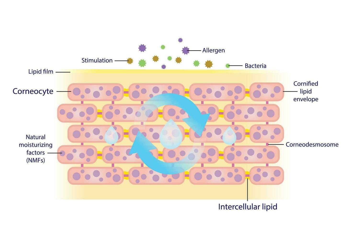 The mechanism of natural moisturizing corneocyte for skin hydration vector on white background. Healthy sebum barrier protect skin from stimulation, allergen and bacteria to get in easier.