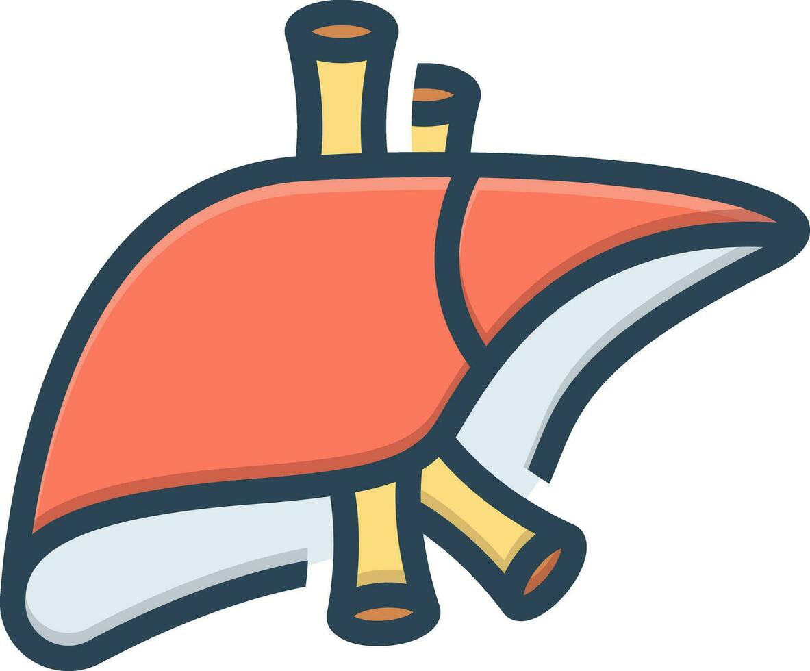color icon for liver vector