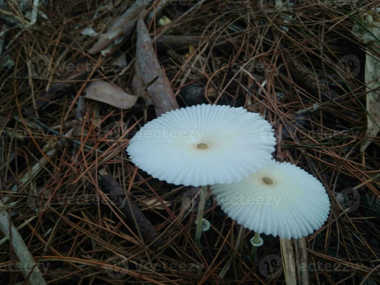 Enchanting Whispers of the Forest Floor, Exploring the Ivory Wonderland of White Mushrooms photo