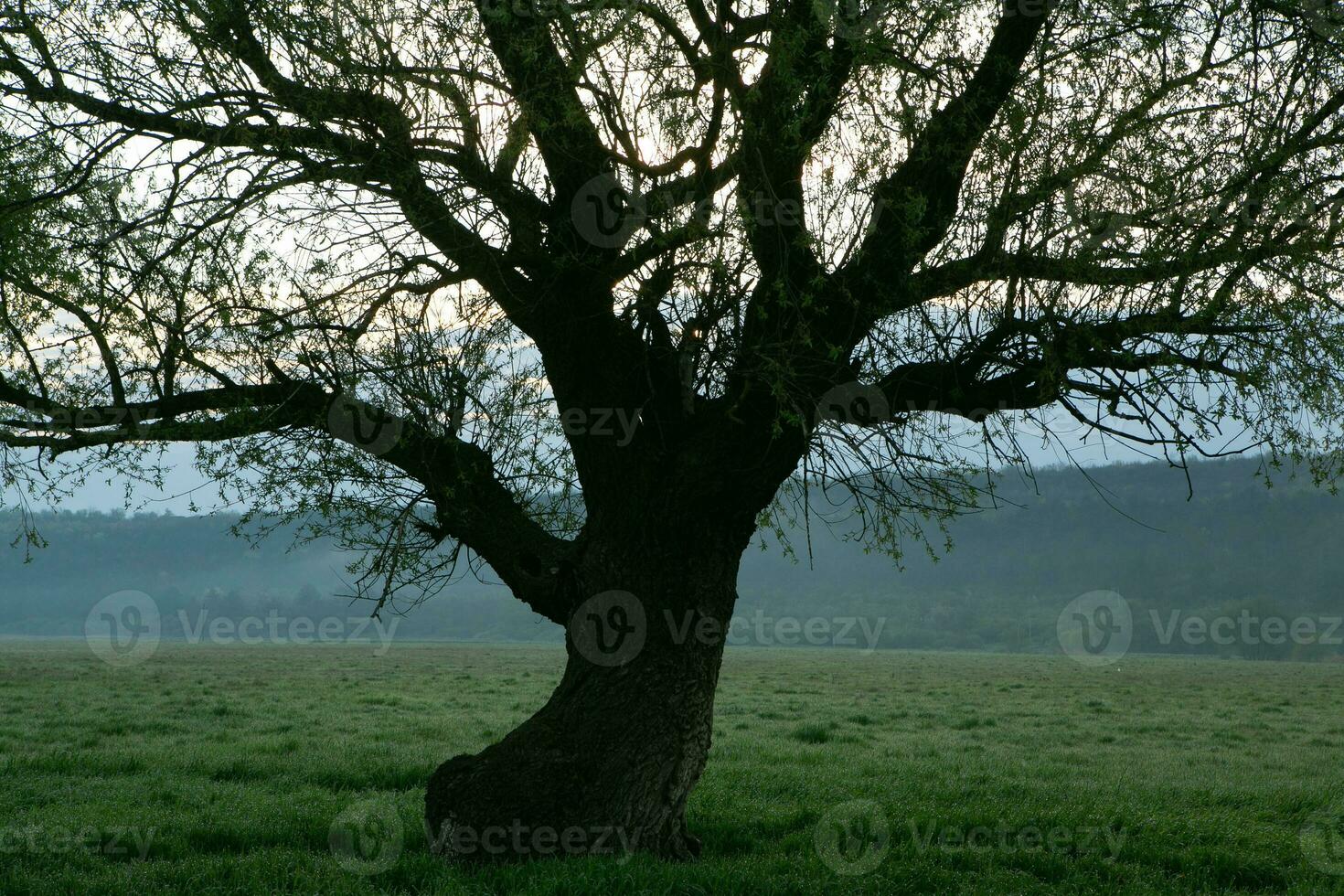 Lonely tree in the rice field with reflection in water. Big tree in a green field at sunset. Beautiful spring landscape. photo