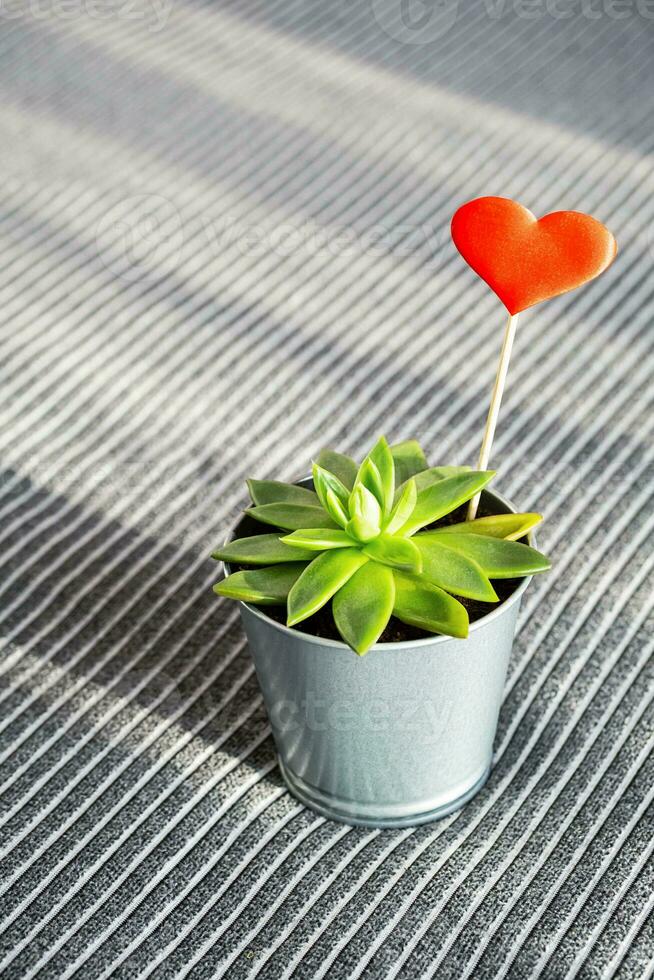 Succulent plant red heart in steel pot on grey background photo