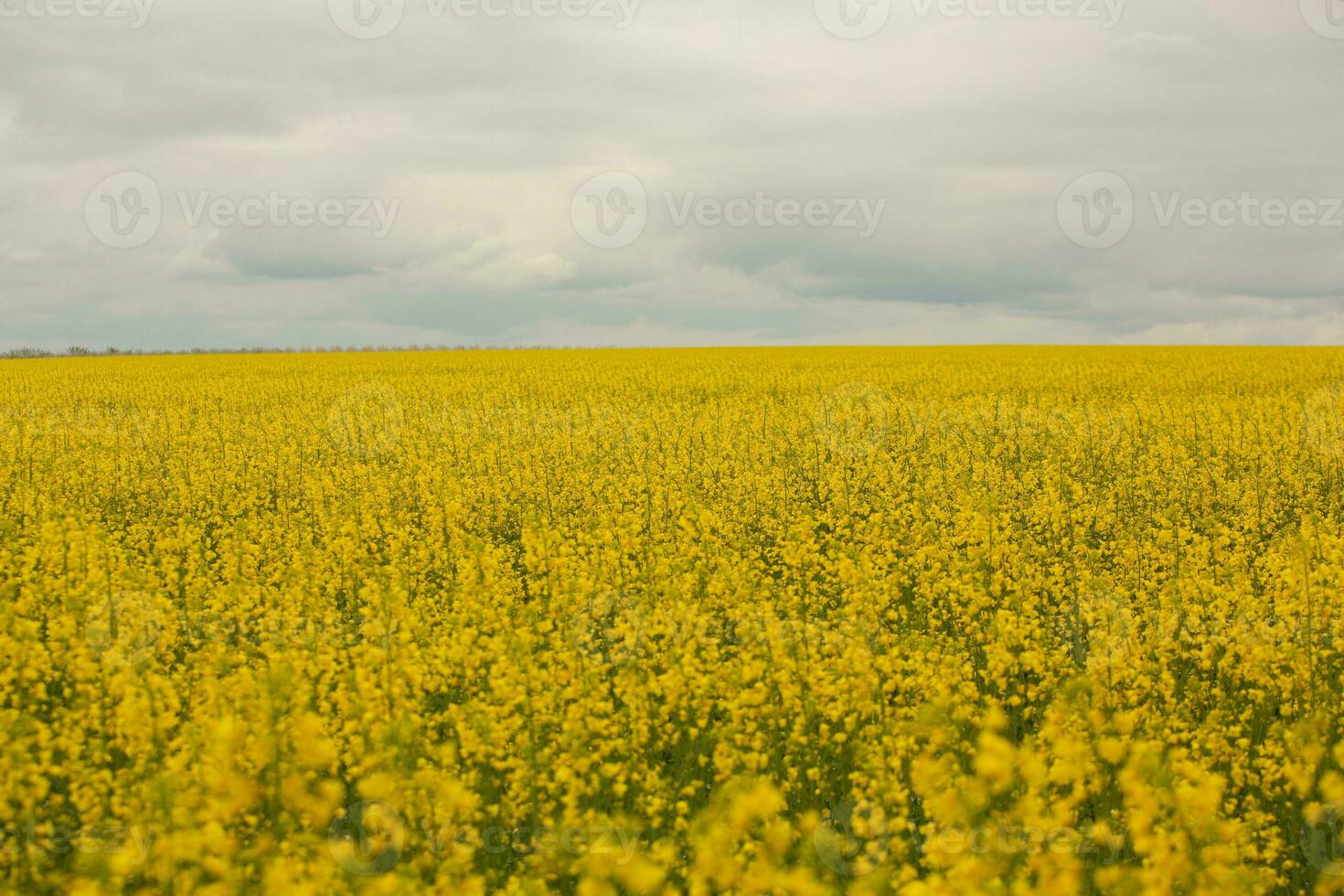 Rapeseed field with yellow. canola field in bloom in spring. Plant for green energy. Biofuel produced from rapeseed photo