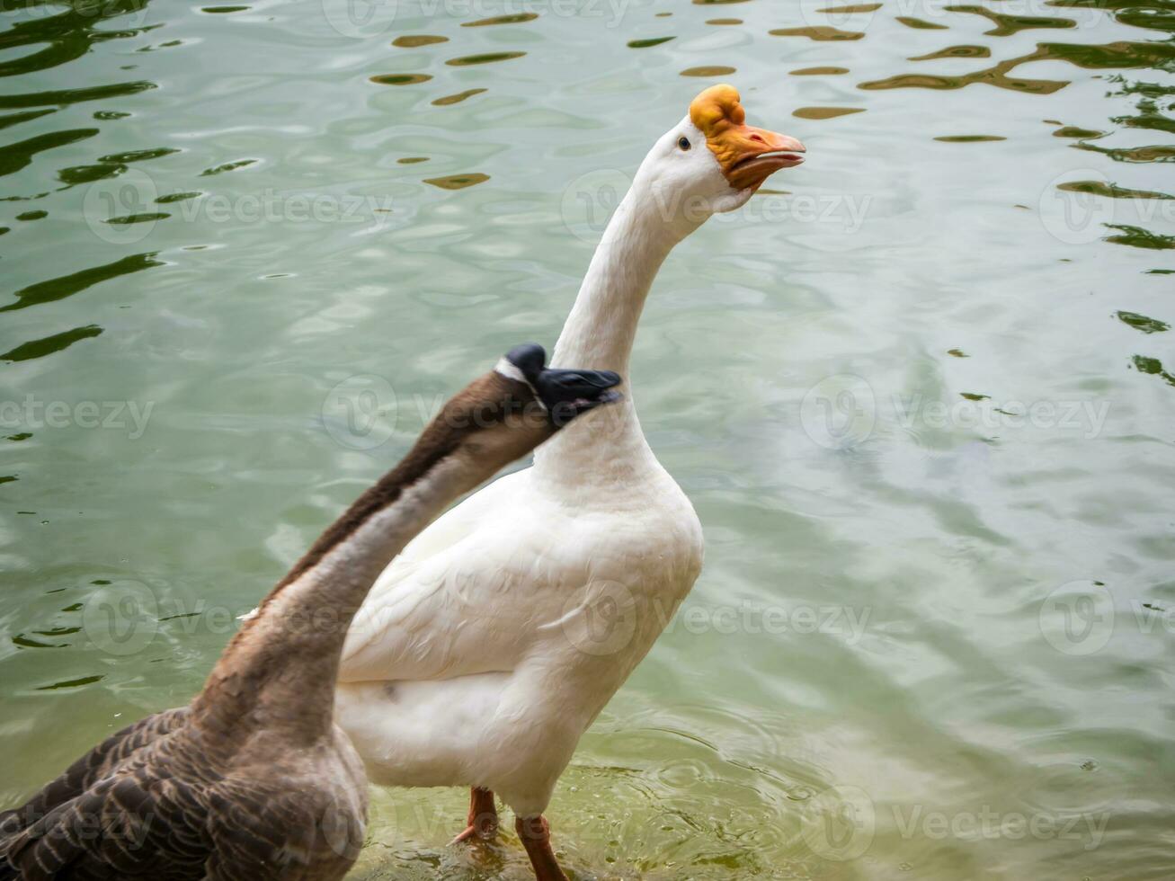 ganso blanco y ganso marrón en el lago foto