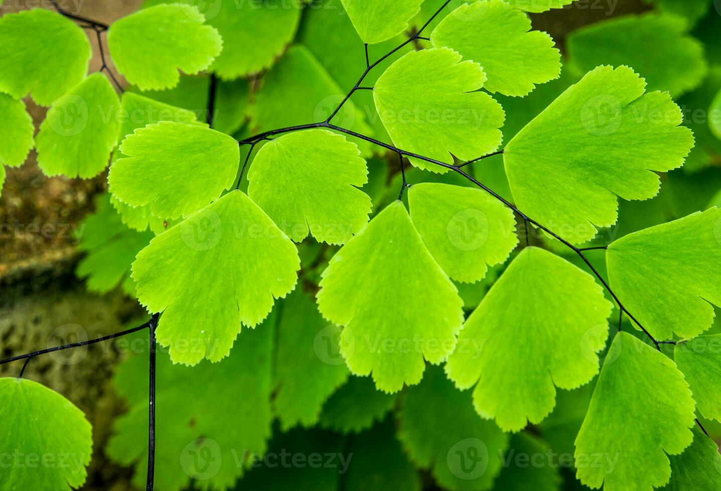 Freshness Adiantum, black leaf stalk fern photo