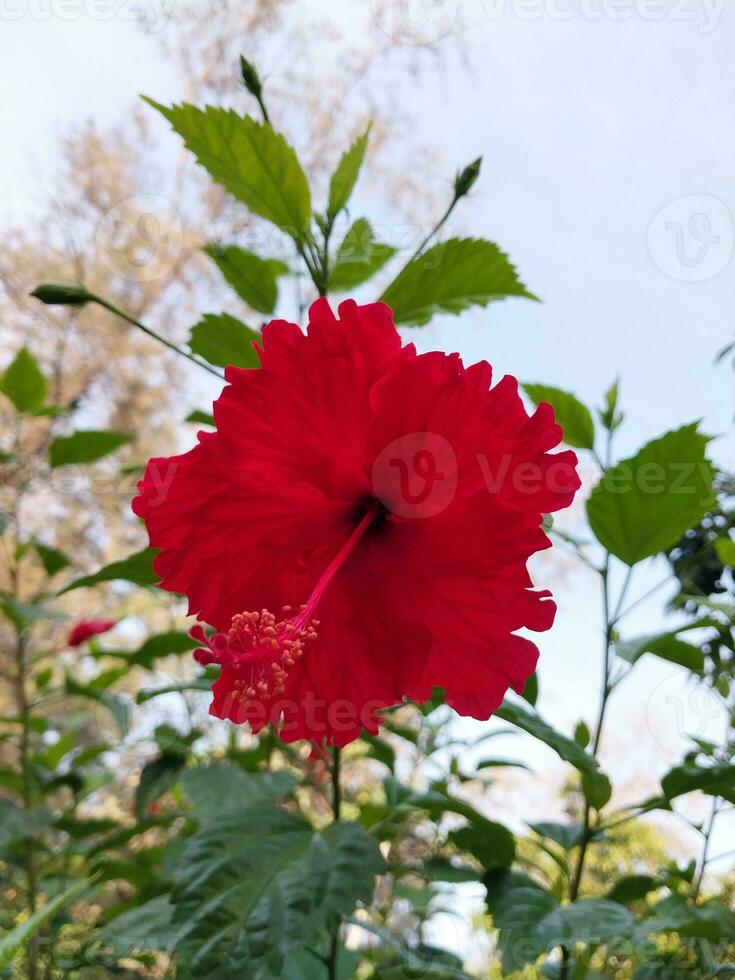 a beautiful view of a hibiscus flower photo