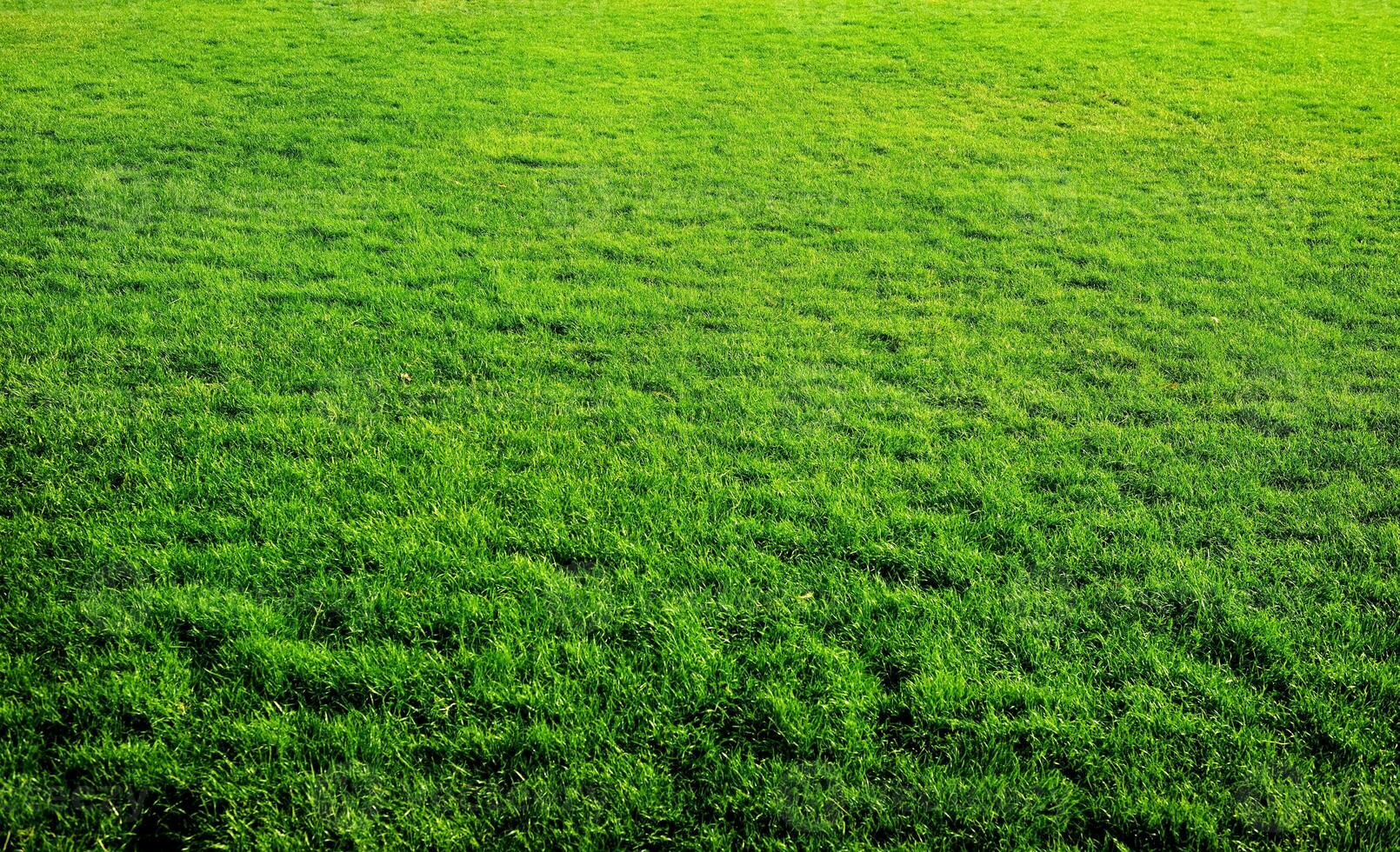 fondo de hierba verde foto